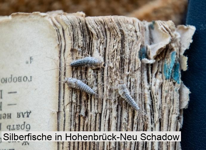 Silberfische in Hohenbrück-Neu Schadow